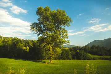 Saturated landscape with a tall tree in the middle of a meadow, green grass and mountains on the horizon