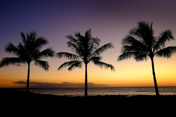 Tropical Palm Trees Silhouette Sunset or Sunrise