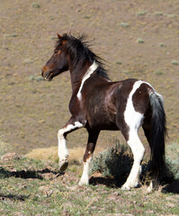 Fototapeta na wymiar horse running in the desert wild stallion pinto