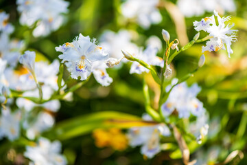 春の街角に咲く野草
