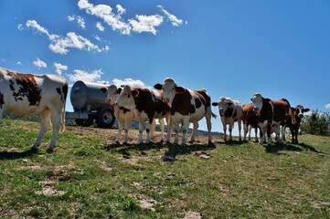 Obraz premium Troupeau de vaches laitières en alpage.