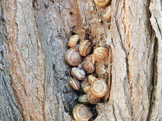 Snails on the bark of a tree. Background.