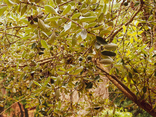 Arbre fruitier | Goyavier du Brésil | Feijoa | Acca sellowiana | Goyavier ananas | Goyave-ananas  