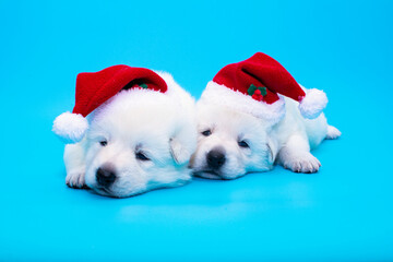 cute christmas puppy on isolated background