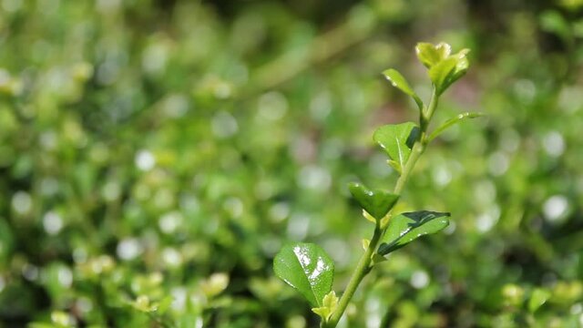 
Green leaf of Duranta repens tree 