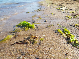 plant in the sand.Sea beach.