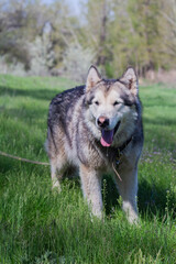 Alaskan Malamute walks in nature