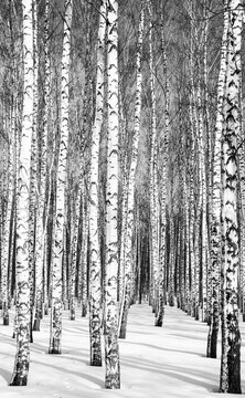 Trunks of birches in a winter forest in sunny weather black and white