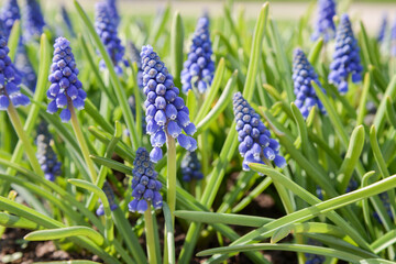 blue grape hyacinth flowers in spring meadow