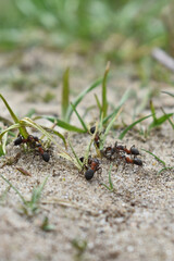 ants work in the forest
