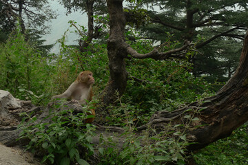 Fototapeta na wymiar An Indian monkey in a lush green forest outside Dharmshala
