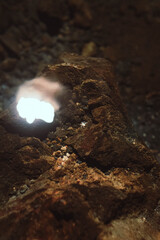 Cangrejo ciego de Lanzarote