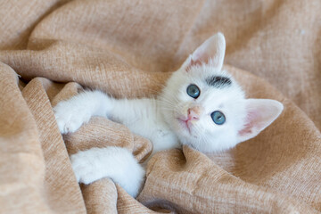 Pet animal; cute kitten cat