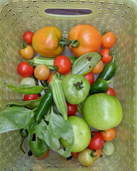 A basket of Vegetables grown in home garden