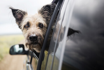 The traveler dog looks out the window of the car.She is fluffy and happy.