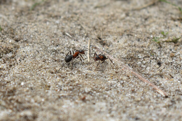 ants work in the forest