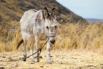 Burro sudamericano