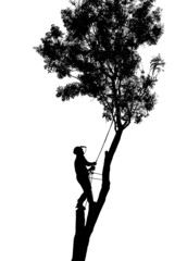 Illustration of a Tree Surgeon or Arborist using safety ropes up a tall tree. - 377368904