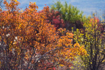 Beautiful autumn colors in the forest. Colorful foliage. Bright leaves and trees.