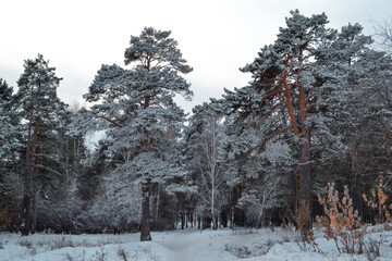 large red tall pine trees in white snow in the winter cold forest, siberia russia