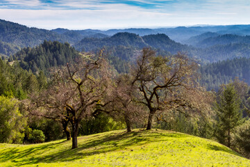 Four Oaks - A group of oak trees share a spectacular hilltop view. Armstrong Woods State Natural...