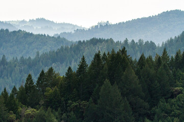 Rolling Forest - Armstrong Woods State Natural Reserve, California, USA