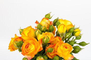 Fototapeta premium Beautifull orange roses isolated on white background. Copy space