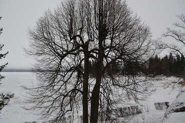 winter bare tree on the background of a field in white snow of a frozen lake with a forest on a frosty morning with fog, Vyborg