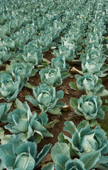 Many white cabbage plants grow in parallel rows in a field. Stuttgart, Filderstadt.