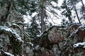 a large pile of stones, a rock overgrown with reddish green moss in white snow in winter stands in the middle of the forest, under the trees