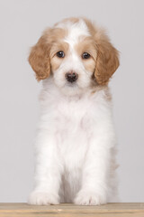 Goldendoodle Puppy