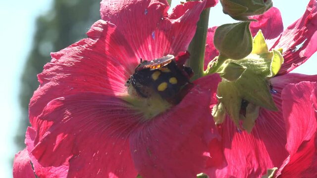 Sphecius speciosus in family Crabronidae, cicada killer or cicada hawk, is large digger wasp species inside in wild flower Malva Moschata, Musk Mallow or Musk-Mallow, is species in family Malvaceae