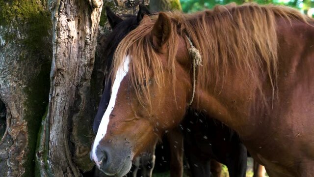 Close up image of flies bothering horse at natural park, Croatia.