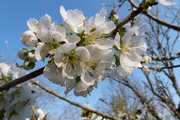 Obraz premium Apfel, Blüte, Malus domestica, weiß