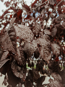 chocolate reddish autumn leaves with raindrops after rain closeup walpaper