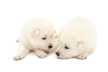 christmas cute puppy on isolated background