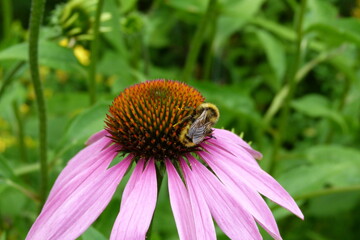 Purpur-Sonnenhut, Echinacea purpurea, Blüte - Biene 2