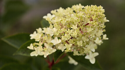 white hydrangea flower close - up on a green lawn background. autumn season, panoramic banner