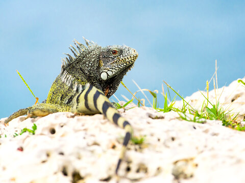 iguana at curacao