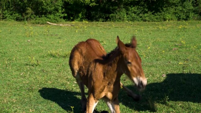 Image of foal standing up and walking next to horse, full of flies.
