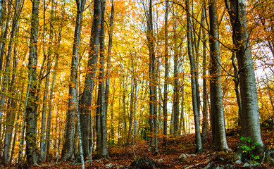 Obraz premium Colorful trees and leaves in autumn in the Montseny Natural Park in Barcelona, Spain
