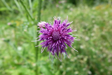 Distel, Bl&uuml;te, lila
