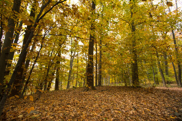 Foliage in the wood with tall trees and yellow leaves.