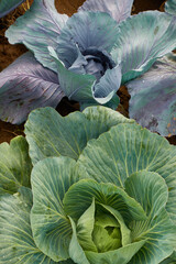Fresh cabbage grows on brown arable soil, green and blue plants. Germany.