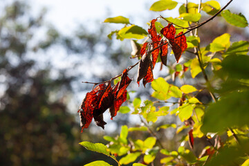 rote Herbstblätter