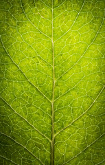 Abstract Photo of a Leaf. Veins Pattern and Texture