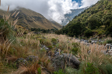 Forested mountain slope in low lying cloud with the evergreen conifers shrouded in mist in a scenic landscape view