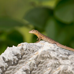 iguana at curacao
