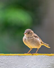 Isolated image of a female sparrrow on wall with clear green background.