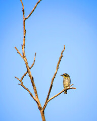 Isolated image of copper smith barbet bird, sitting on a dry tre